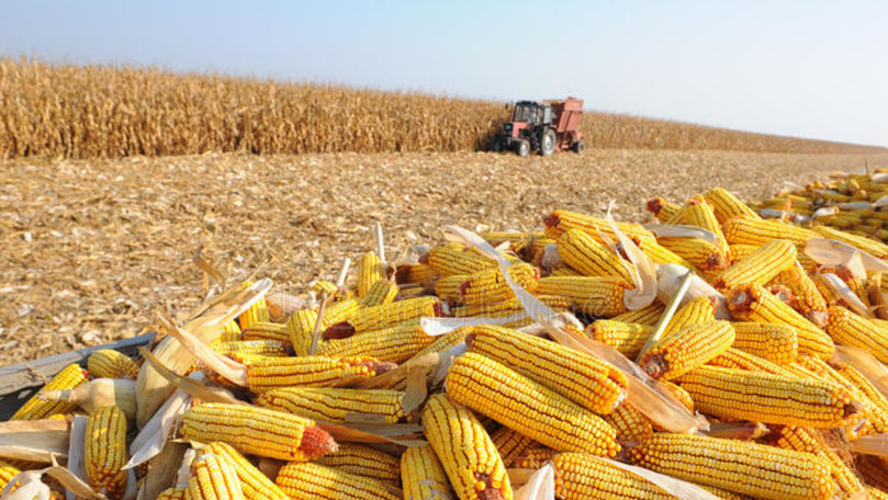 В 2024 году экспорт кукурузы достиг исторического минимума.