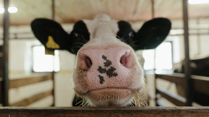 MAIA: Animalele domestice trebuie identificate și înregistrate