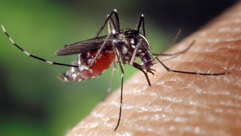 Un chinez a inventat un dispozitiv contra insectelor. Cum funcționează