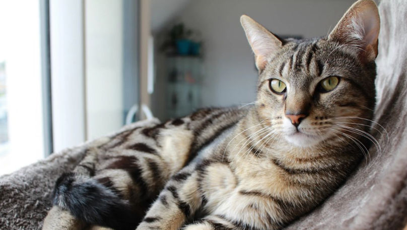 Ученые: Кошки эволюционировали, чтобы нами манипулировать.