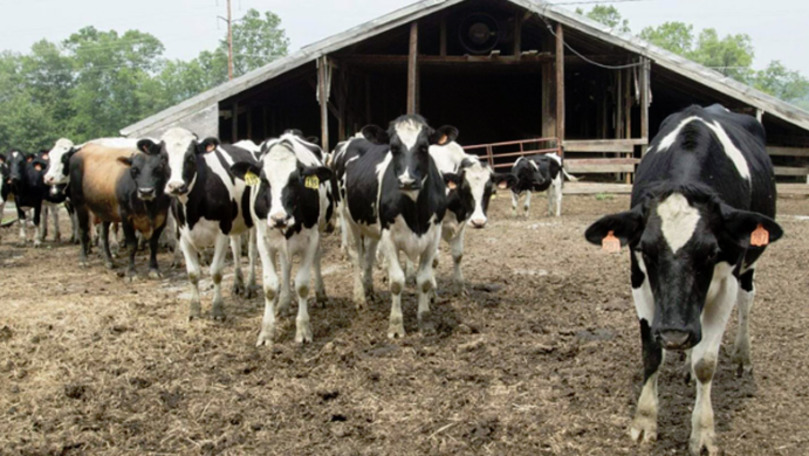 Moldova va construi o instalație de distrugere a deșeurilor animaliere