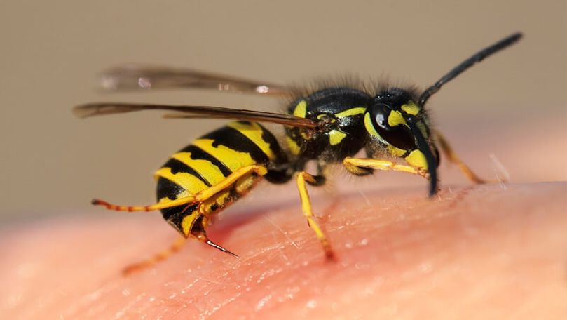 Înțepătura de albină sau viespe. 7 măsuri pe care să le întreprinzi