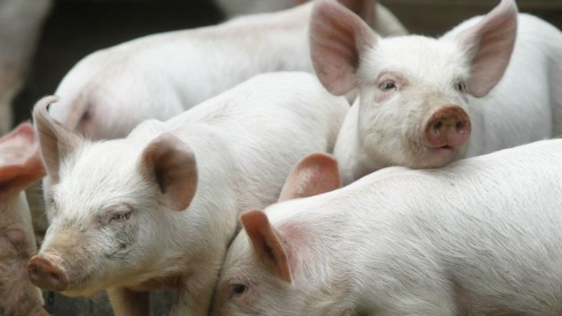 Filip: Toate focarele de pestă porcină africană din țară, eradicate