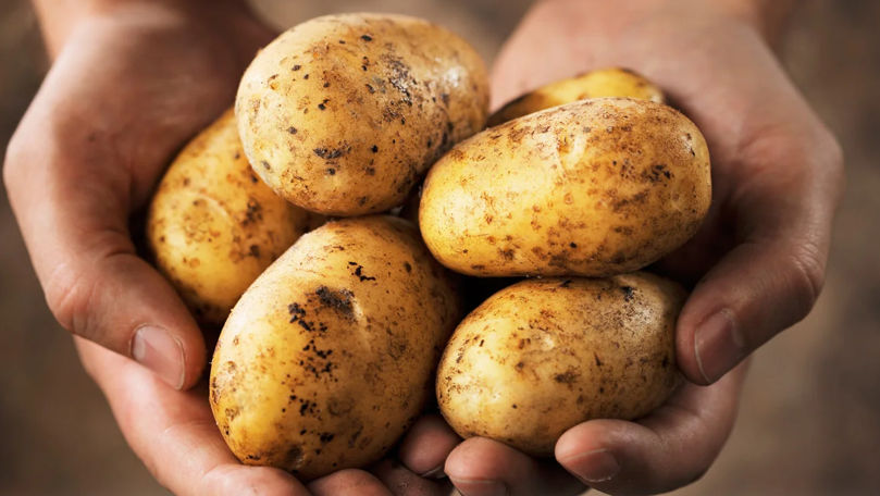 Молдова была основным покупателем украинского картофеля в 2025 году.