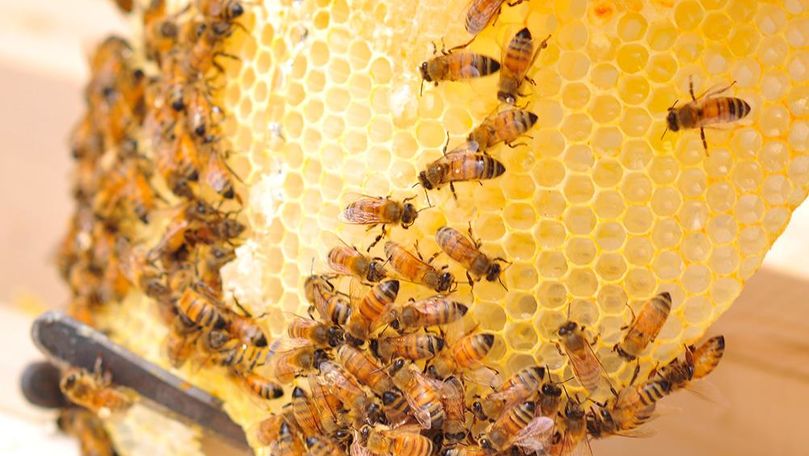 ANSA: Câți deținători de albine sunt în Republica Moldova