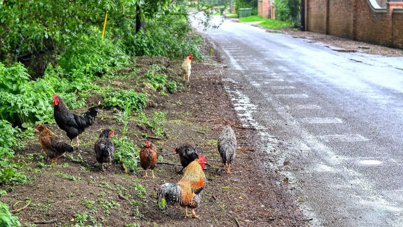 Un sat din Anglia, terorizat de găini sălbatice. Ce spun locuitorii