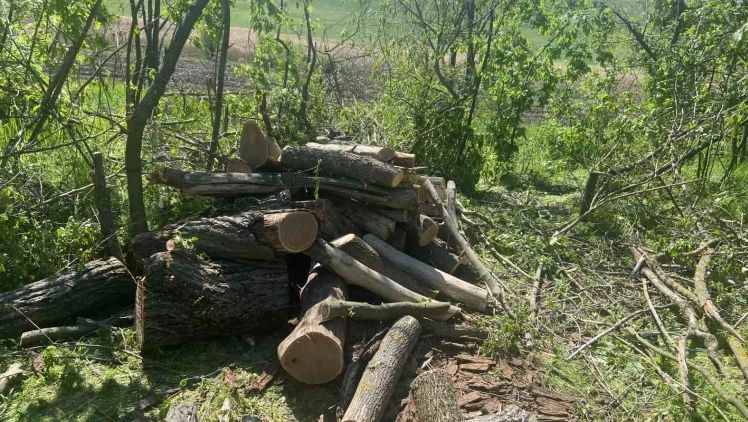 Razii în nordul țării: Mai mulți copaci de ulm, tăiați ilegal