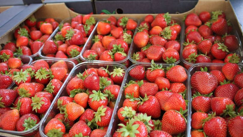 Un agricultor a dezvoltat o afacere de căpșuni cultivate pe pat de paie