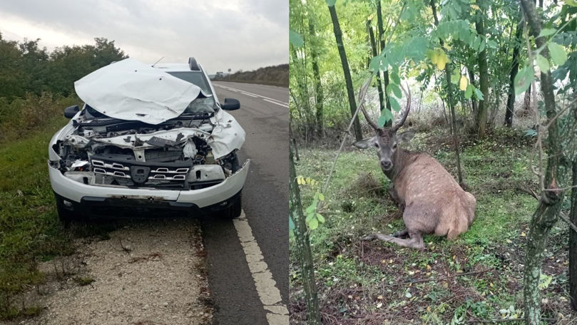 Cerb nobil lovit de mașină lângă Bahmut. Amenda pe care o riscă șoferul