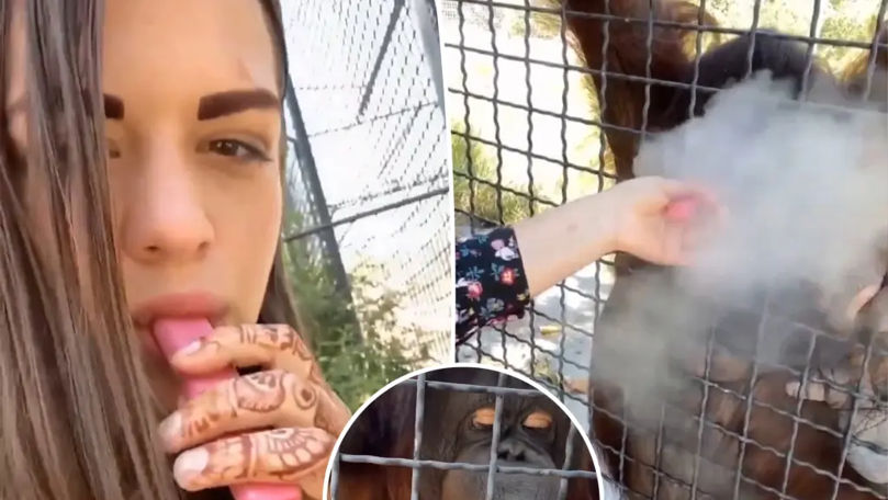 O luptătoare MMA, filmată cum dă unui urangutan să tragă dintr-un vape