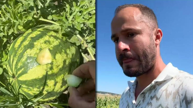 Manoli, în lacrimi: Mi-au distrus harbujii, ce le spun acum copiilor