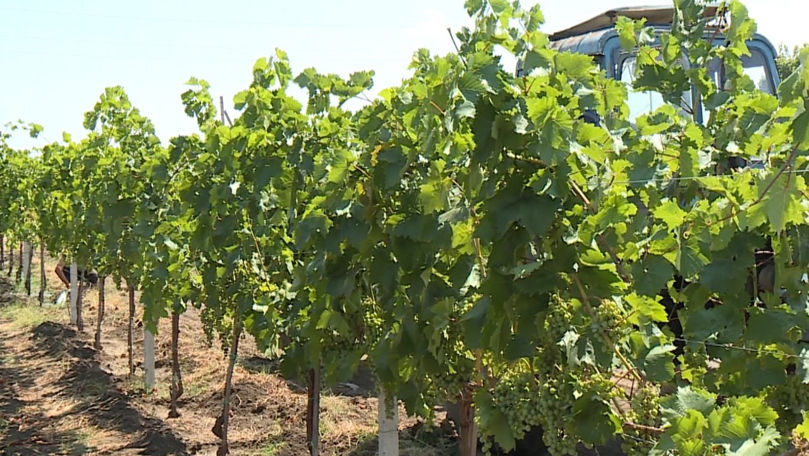 Vii și livezi din Ștefan Vodă, afectate de secetă: Ce fac agricultorii