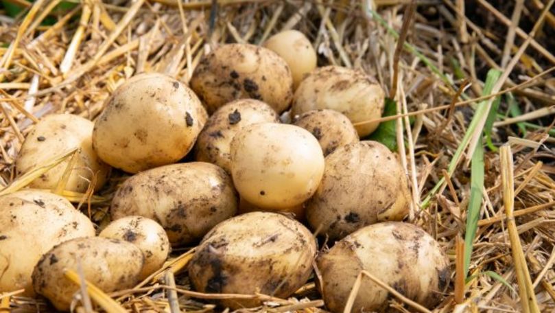 Satul din R. Moldova în care sunt cultivați cei mai ecologici cartofi