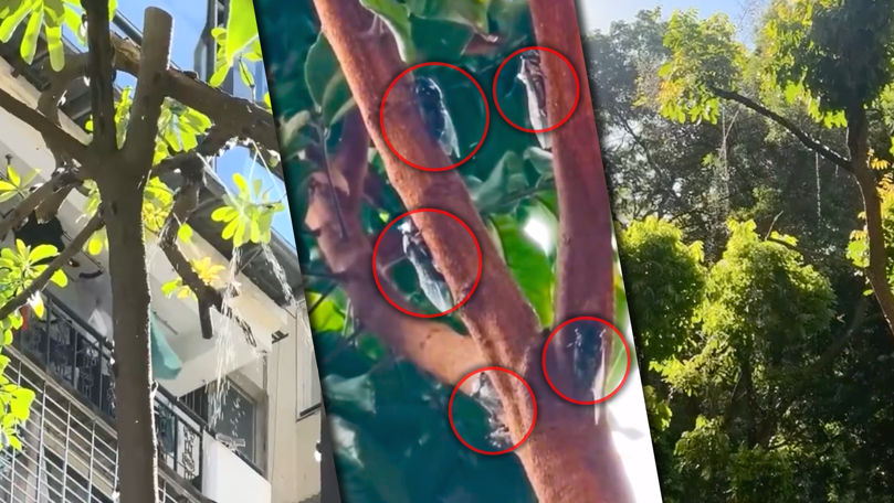 Ce sunt cicadele și de ce au invadat Moldova? Explicația specialiștilor