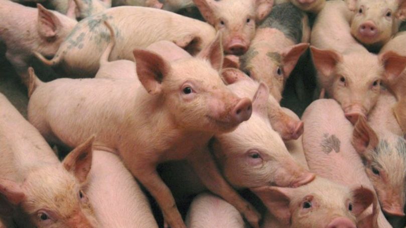 România: Noi focare de pestă porcină. Mii de animale, sacrificate