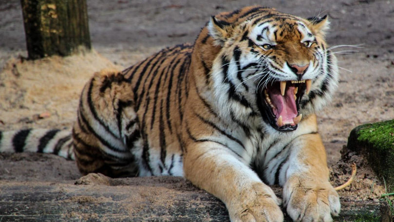 Angajata unei grădini zoo, atacată de un tigru în timp ce-i curăţa cuşca