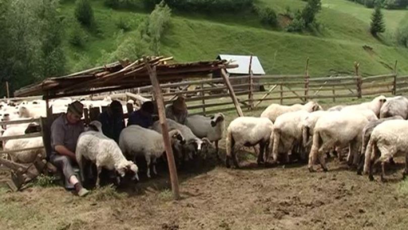Afacere cu miros urât: Oamenii, nemulțumiți de amplasarea unei stâne