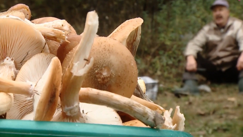 Capcanele morții: Pericolul ciupercilor vândute pe marginea drumului