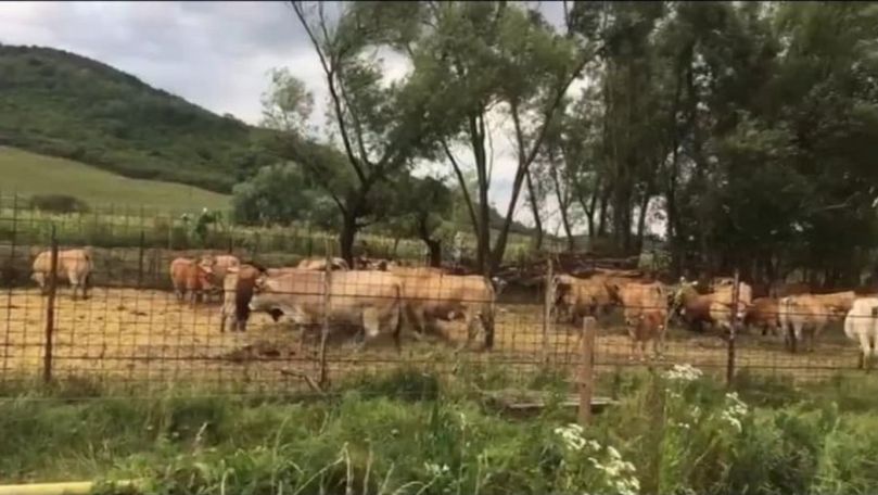 Afacere în zootehnie: Povestea unei familii de moldoveni în România