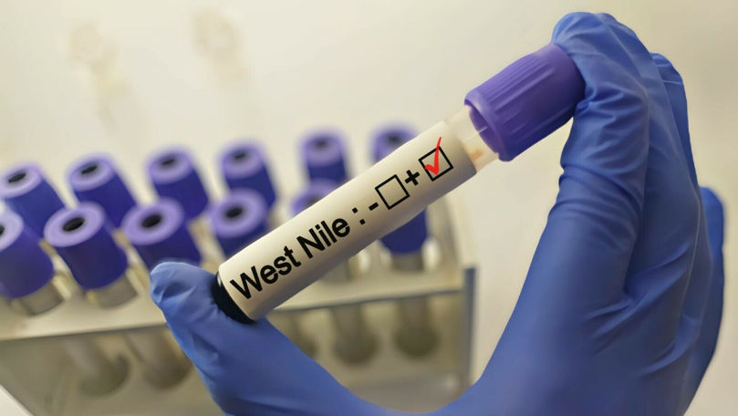 Infecția cu West Nile: Care sunt simptomele și cum se tratează