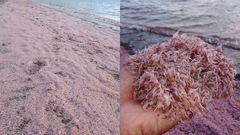 Тысячи креветок выбросило на пляж на Филиппинах.