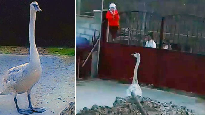 O lebădă, dusă de vânt într-o gospodărie din Tiraspol