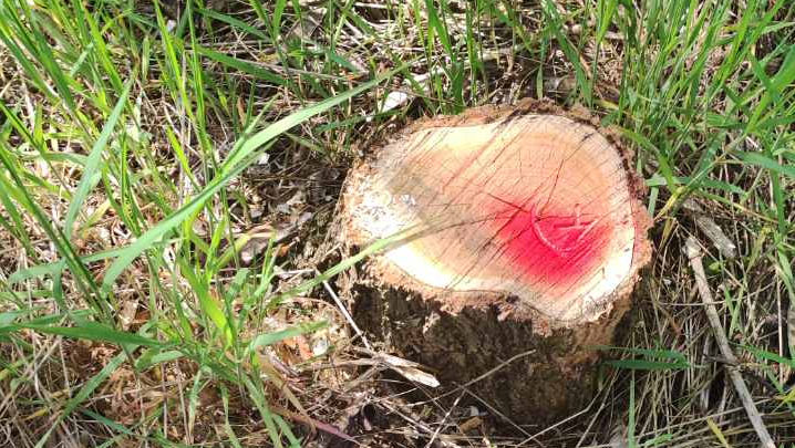 Mai mulți copaci defrișați și argilă extrasă ilegal, la Drochia