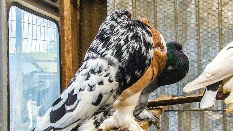 Expoziţie-târg de păsări exotice rare, desfășurată la Cetatea Soroca