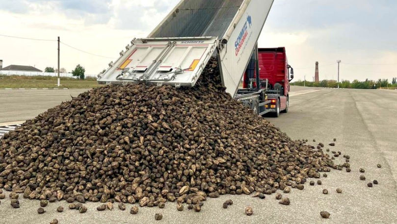 Cel mai mare producător de zahăr din țară: Roada de sfeclă e compromisă