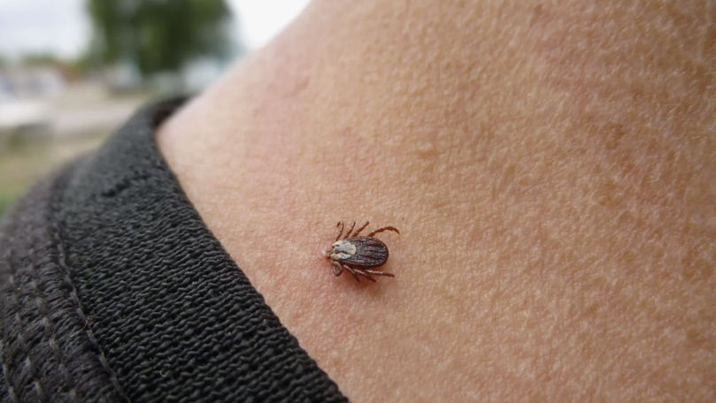 Всё больше людей и домашних животных в Кишиневе страдают от укусов клещей.