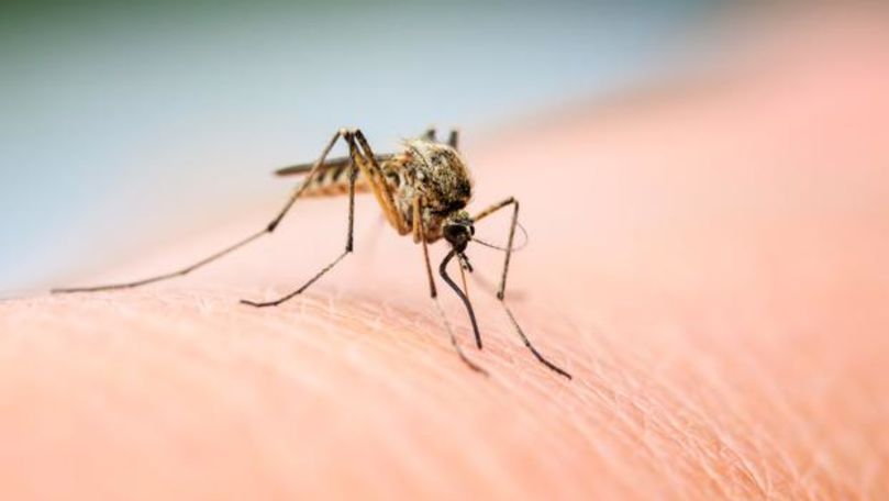 Virusul West Nile, mai aproape de Moldova. O femeie din Iași, infectată