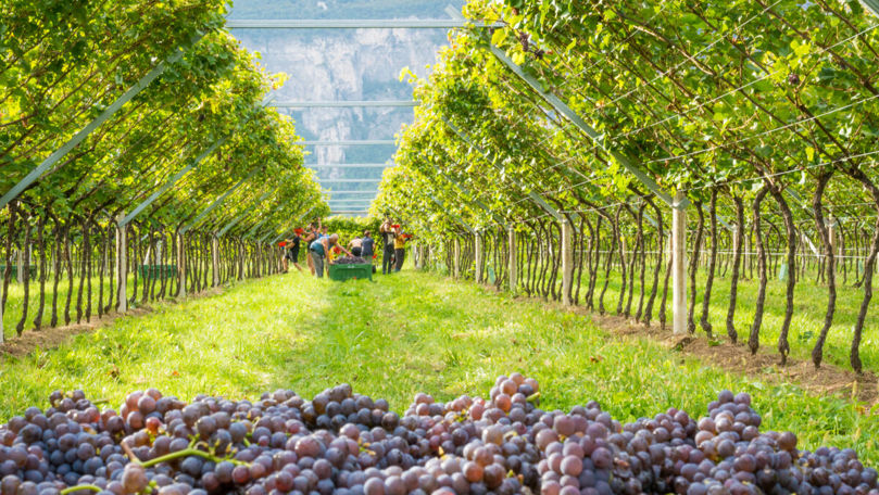 7.000 de ani sub vin: R. Moldova își explorează originile viticulturii