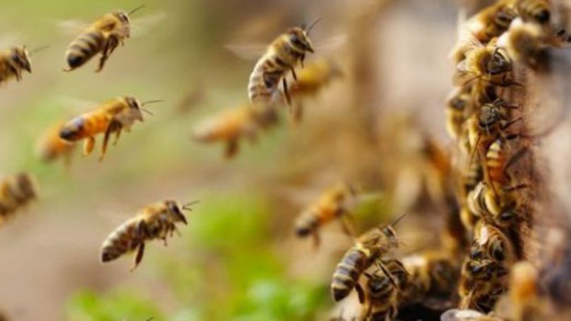 18 copii și o educatoare, la spital după ce au fost atacați de albine