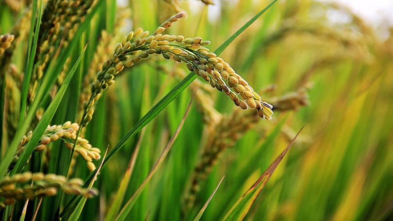 Directorul unei companii: Asigurarea culturilor agricole, în pericol