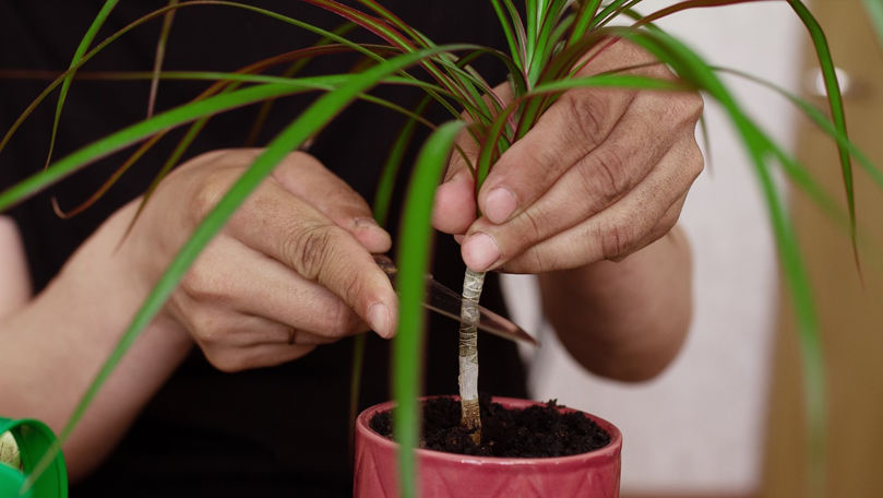 Cum îngrijești Dracena. Locul din casă care o va ajuta să crească rapid
