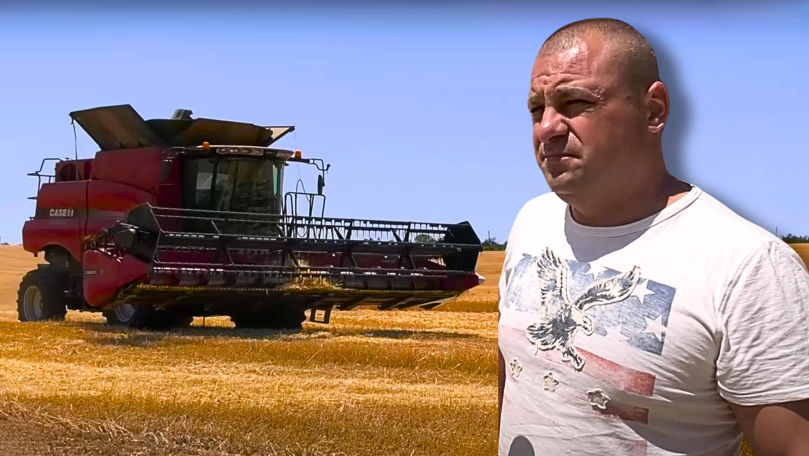 A început recolta grâului în Căușeni: Fermierii estimează roade record