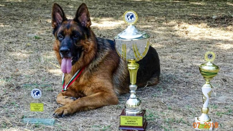 Câinii Poliției de Frontieră din Moldova, premiați în Bulgaria