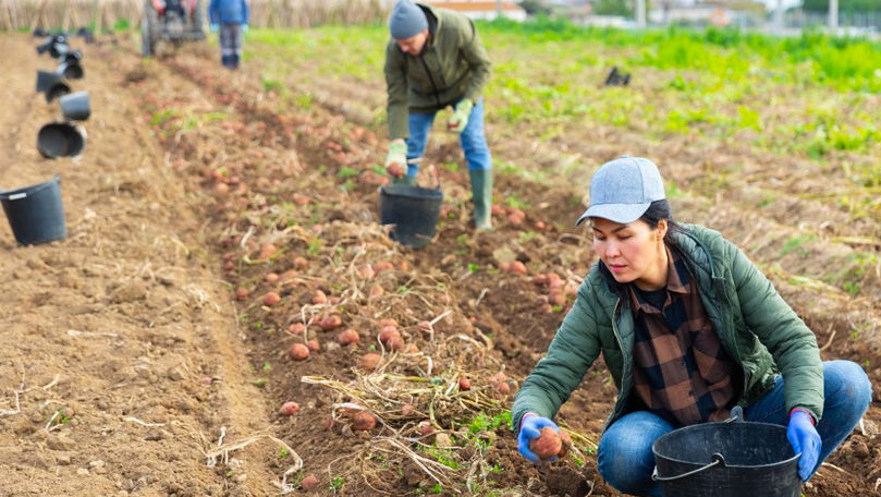 Система e-Zilieri: в Молдове цифровизируют труд сезонных работников.
