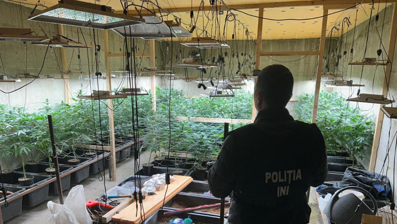 Cinci laboratoare de producere a marijuanei, depistate de ofițerii INI