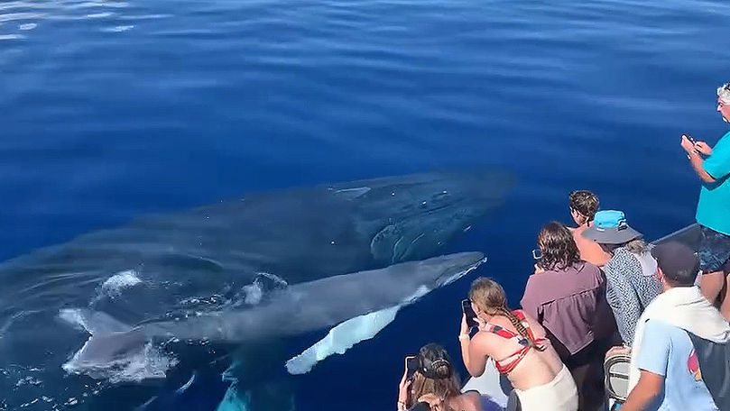 O balenă cu cocoașă din Hawaii a înotat cu mama sa pentru a „saluta” pasagerii.
