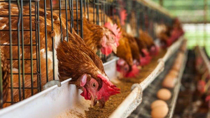 De ce sunt puțini exportatori moldoveni de carne și ouă pe piața UE