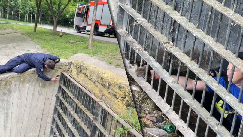 Mai mulți pui de rață, salvați de pompieri în Parcul Valea Trandafirilor