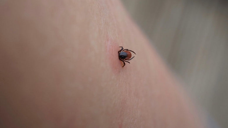 Peste 14% din populația lumii a avut boala Lyme transmisă de căpușe