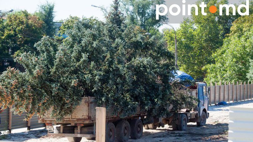 Многолетние голубые ели выкорчевывают у здания Дворца профсоюзов.