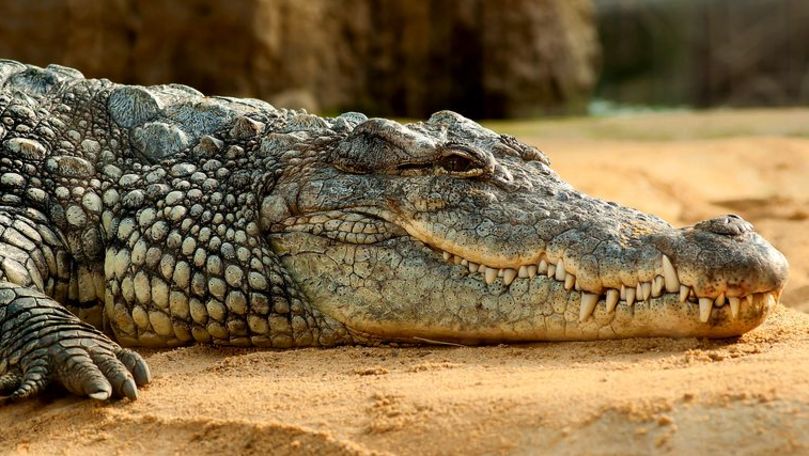 Ce a pățit un bărbat care a sărit dezbrăcat într-un bazin cu crocodili