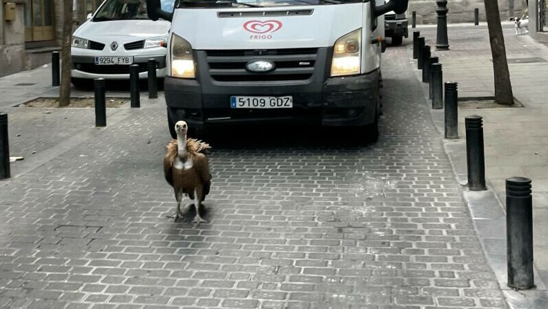Un vultur s-a rătăcit pe străzile din Madrid: Cum e prins de poliție
