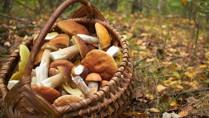 Sezonul ciupercilor. Care sunt tipurile preferate de români