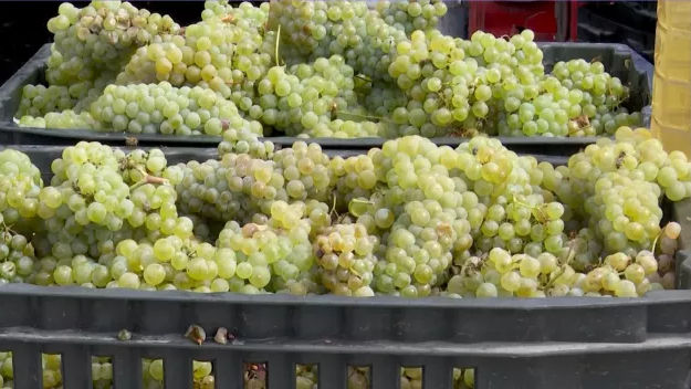 Oamenii cumpără sute de kilograme de struguri pentru a face vin