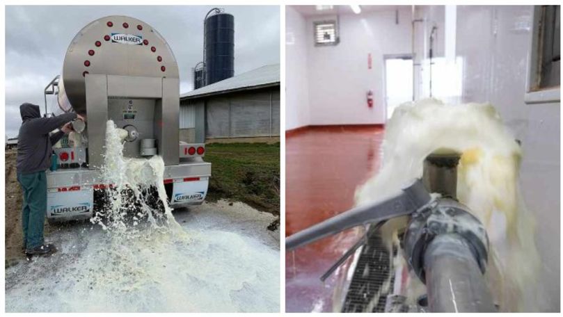 Fermierii zilnic aruncă milioane de litri de lapte din cauza carantinei