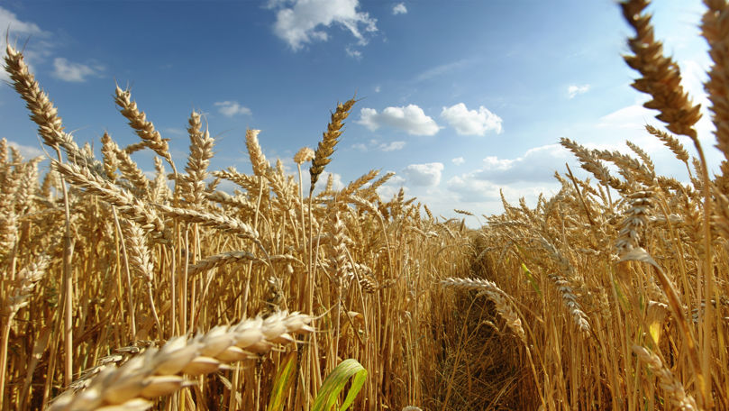 Criza cerealelor: Sute de mii de tone de grâne, blocate de ruși